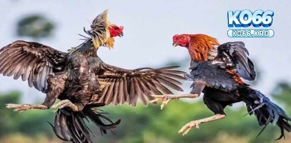 Đá Gà Ko66 3 Quy trình tham gia vào đá gà ko66 đầy đủ
