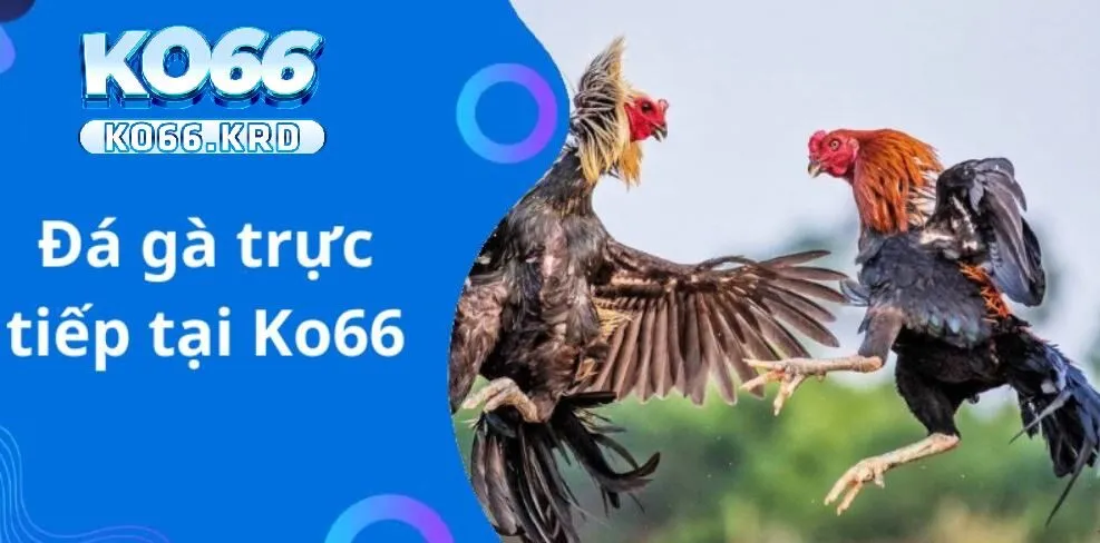 TRANG CHỦ 58 Trải nghiệm đá nóng hổi cấn tại Ko66